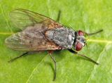 Muscina stabulans