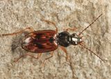 Bembidion graciliforme