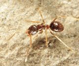 Nylanderia flavipes