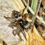 Habronattus coecatus