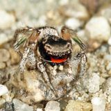 Habronattus coecatus