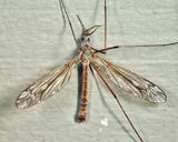 Tipula dorsimacula