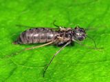 Dolophilodes distinctus (wingless female)