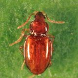 Elaphropus ferrugineus