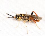 Macrophya varia