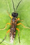 Tenthredo leucostoma