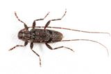 Eutrichillus biguttatus 