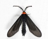 4624 - Grapeleaf Skeletonizer - Harrisina americana