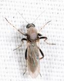 Sphaeromias longipennis