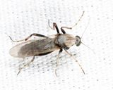 Sphaeromias longipennis