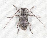 Astylopsis sexguttata