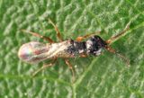 Laelius sp.