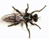 Cyrtopogon lyratus