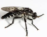 Cyrtopogon lyratus