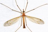 Tipula duplex