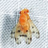 Homoneura philadelphica