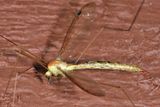 Nephrotoma sp.