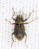 Stenelmis crenata