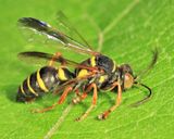 Psammaletes mexicanus