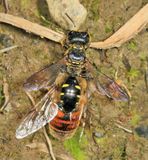Ectemnius maculosus (with syrphid fly prey)