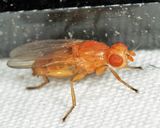 Actenoptera hilarella