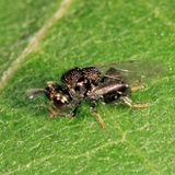 Perilampidae
