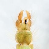 Axarus festivus (tail end of male)