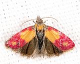 3848 - Primrose Cochylid Moth - Atroposia oenotherana