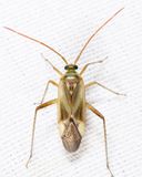 Alfalfa Plant Bug - Adelphocoris lineolatus