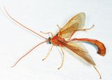 Enicospilus americanus complex