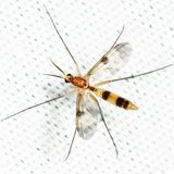 Neoempheria macularis 