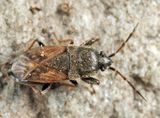 Megalonotus sabulicola