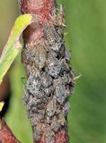 Giant Willow Aphids - Tuberolachnus salignus