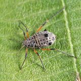 Giant Willow Aphid - Tuberolachnus salignus