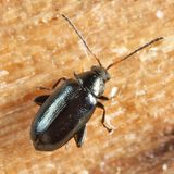 Phyllotreta sp.