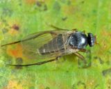 Dohrniphora incisuralis