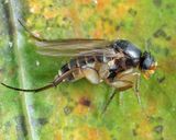 Dohrniphora incisuralis