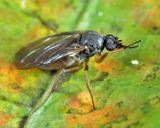 Gymnophora luteiventris