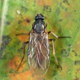 Gymnophora luteiventris