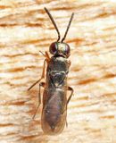 Ericydnus sp.