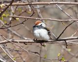 Chipping Sparrow - Spizella passerina