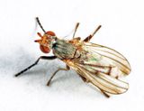 Pherbellia tenuipes