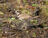 Killdeer - Charadrius vociferus