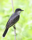 Eastern Kingbird - Tyrannus tyrannus