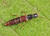 Erichsonius rosellus
