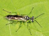Rhogogaster californica