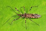 Zelus tetracanthus