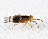 Microterys sp.