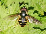 Sericomyia chalcopyga