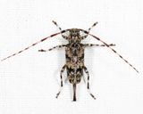Graphisurus fasciatus